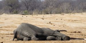 Over-100-elephants-killed